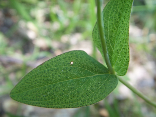 Hypericum ?